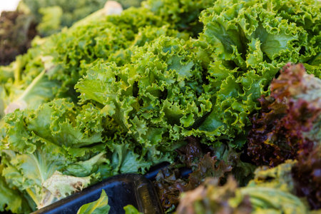 Fresh organic produce on sale at the local farmers market.