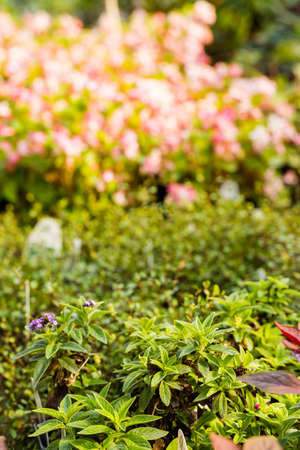 Plants for sale at the small local nursery.の写真素材