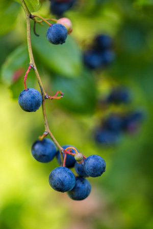 Ripe bluebberies on Southern blueberrie farm.の写真素材