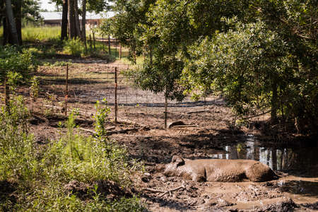 Pig resting in the dirt on old Southern farm.の写真素材