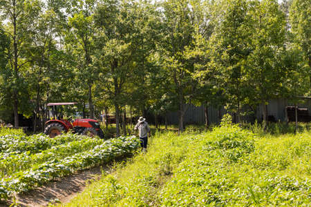 Farmer weeding his crop on old Southren farm.のeditorial素材