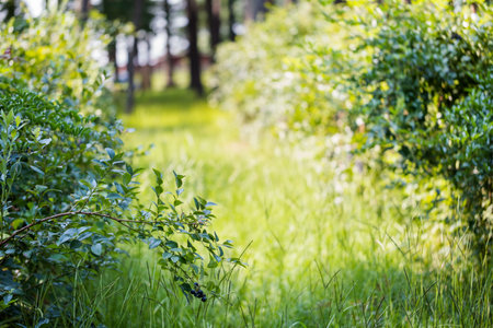 Ripe bluebberies on Southern blueberrie farm.