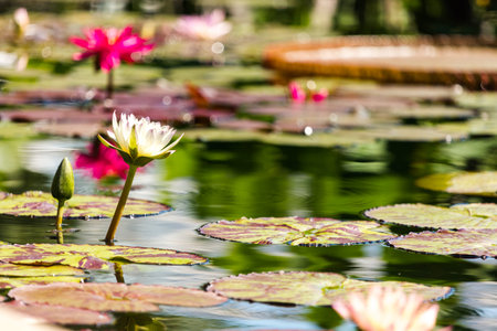 Blooming waterlilies of different colors in water garden.の写真素材