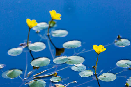 Blooming waterlilies of different colors in water garden.の写真素材