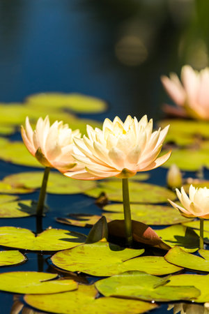 Blooming waterlilies of different colors in water garden.の写真素材