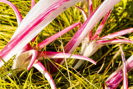 Denver, Colorado, USA-August 12, 2014. Large glass sculptures by Dale Chihuly in the garden.のeditorial素材