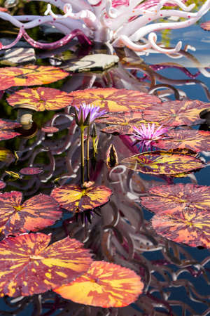 Denver, Colorado, USA-August 12, 2014. Large glass sculptures by Dale Chihuly in the garden.のeditorial素材