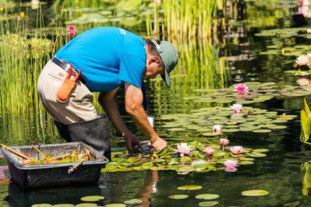Denver, Colorado, USA-August 12, 2014. Gardener working in water garden with lilies.のeditorial素材