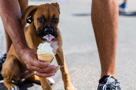 Owner feeding his poppy dog with ice cream on a hot day.の写真素材