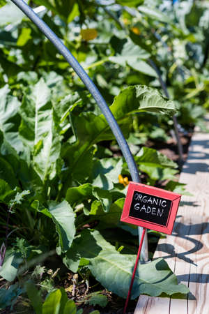 Organic urban garden in full growth at the end of the summer.の写真素材