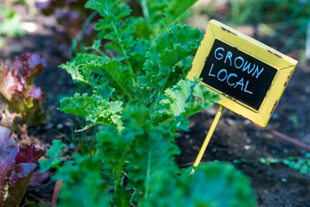Organic urban garden in full growth at the end of the summer.