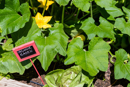 Organic urban garden in full growth at the end of the summer.