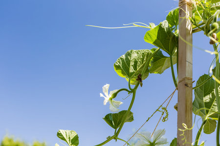 Organic urban garden in full growth at the end of the summer.の写真素材