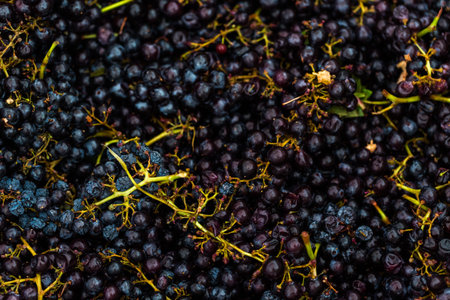Grapes prepared for grape smashing of Merlot wine.