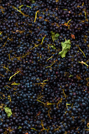 Grapes prepared for grape smashing of Merlot wine.