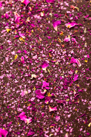 Gourmet wine and roses chocolate bar on a white background.の写真素材