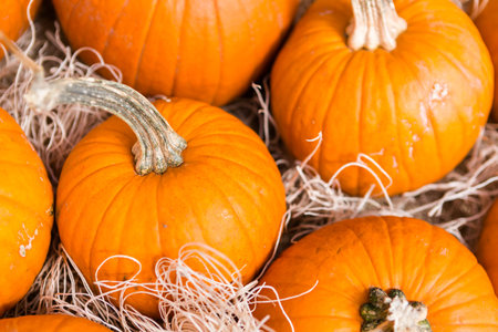 Miniature pumpkins at the pumpkin patch.