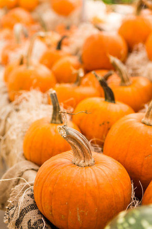 Miniature pumpkins at the pumpkin patch.の写真素材