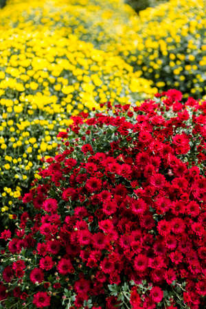 Flowering mums in alrge quantaties in the garden.の写真素材