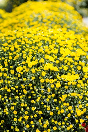 Flowering mums in alrge quantaties in the garden.の写真素材
