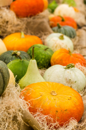 Orange pumpkins on the pumpkin patch.