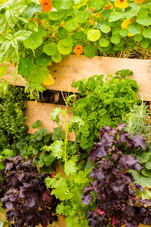 Vertical vegetable garden designed for tight spaces.の写真素材