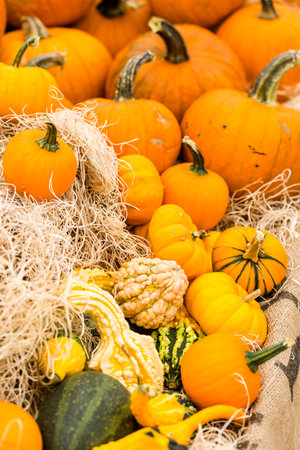 Orange pumpkins on the pumpkin patch.