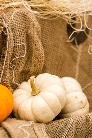Orange pumpkins on the pumpkin patch.の写真素材