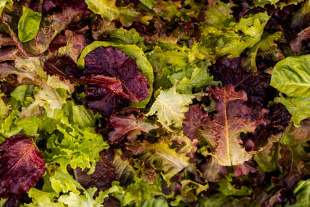 Fresh organic produce at the local farmers market.の写真素材