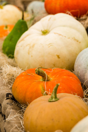 Orange pumpkins on the pumpkin patch.