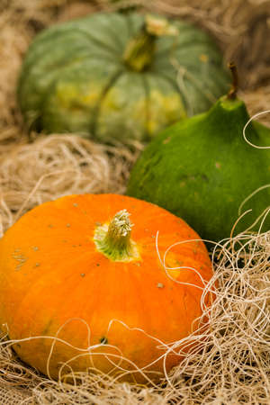 Orange pumpkins on the pumpkin patch.の写真素材