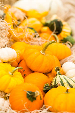 Orange pumpkins on the pumpkin patch.の写真素材