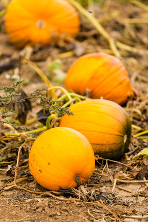 Harvest time on a large pumpkin farm.
