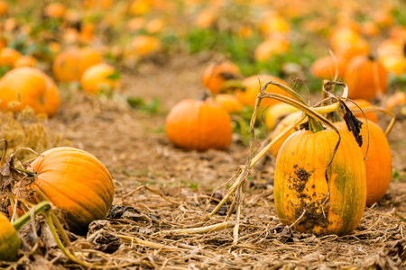 Harvest time on a large pumpkin farm.の写真素材