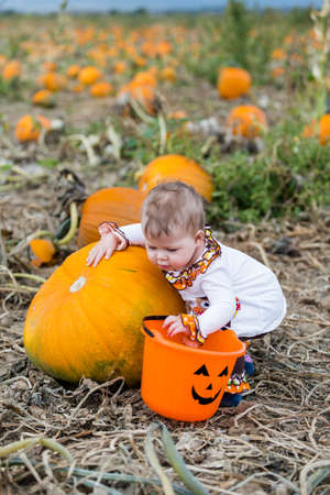Choosing a pumpkin at a pumpkin patch on Fall day.の写真素材