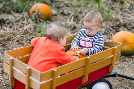Choosing a pumpkin at a pumpkin patch on Fall day.の写真素材