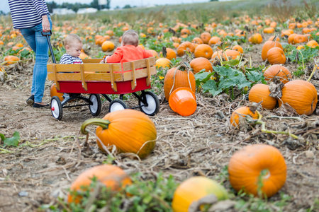 Choosing a pumpkin at a pumpkin patch on Fall day.の写真素材