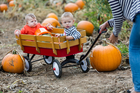 Choosing a pumpkin at a pumpkin patch on Fall day.の写真素材