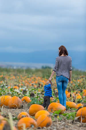 Choosing a pumpkin at a pumpkin patch on Fall day.の写真素材