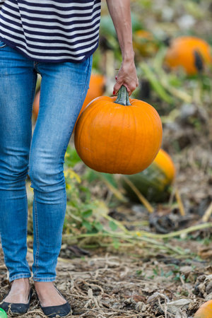 Choosing a pumpkin at a pumpkin patch on Fall day.の写真素材