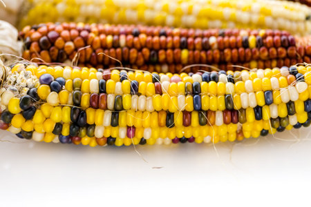 Multi colored indian corn made for Thanksgiving decoration.