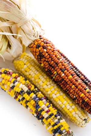 Multi colored indian corn made for Thanksgiving decoration.の写真素材
