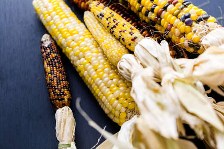 Multi colored indian corn made for Thanksgiving decoration.の写真素材