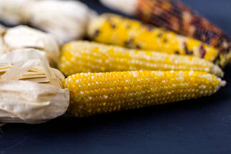 Multi colored indian corn made for Thanksgiving decoration.の写真素材