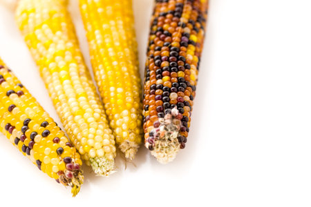 Multi colored indian corn made for Thanksgiving decoration.の写真素材