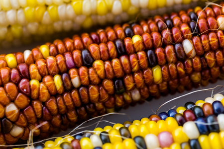 Multi colored indian corn made for Thanksgiving decoration.