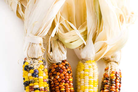 Multi colored indian corn made for Thanksgiving decoration.の写真素材