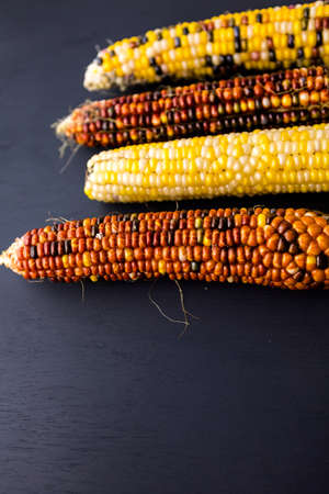 Multi colored indian corn made for Thanksgiving decoration.の写真素材