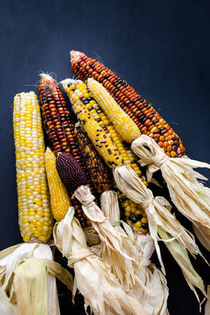 Multi colored indian corn made for Thanksgiving decoration.の写真素材