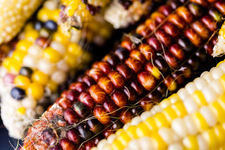Multi colored indian corn made for Thanksgiving decoration.の写真素材